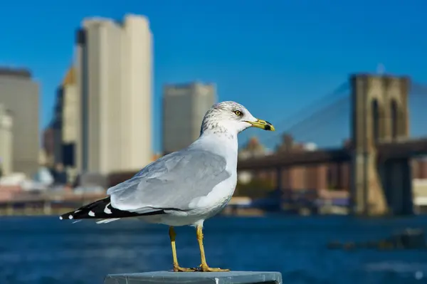 Mouette avec Manhattan en arrière-plan . — Photo