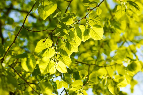 Groene bladeren achtergrond — Stockfoto