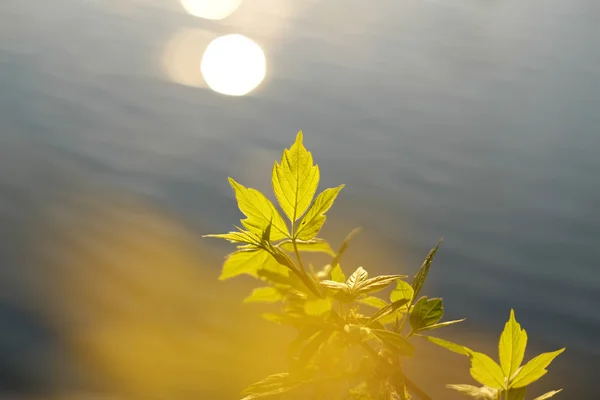 Grüne Blätter über Wasser — Stockfoto