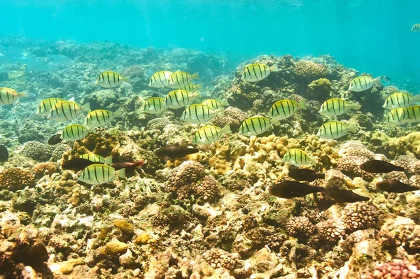 Arrecife de coral y peces — Foto de Stock