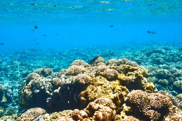 Barriera corallina e pesce — Foto Stock