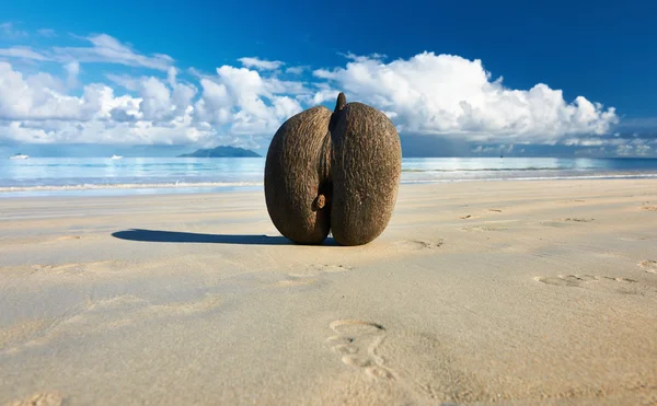 Sea's coconuts on beach — Stock Photo, Image