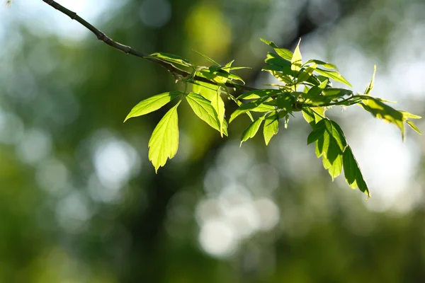 Green leaves background — Stock Photo, Image