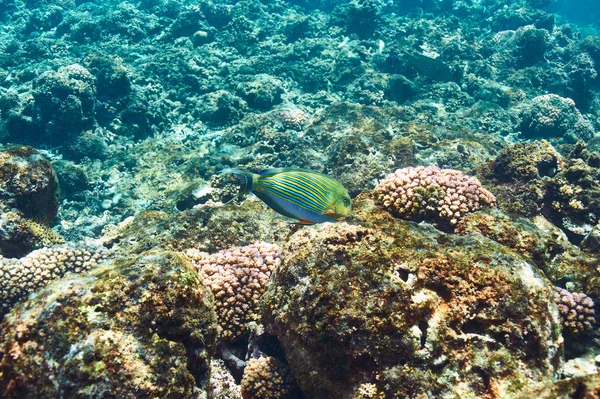 Arrecife de coral y peces —  Fotos de Stock