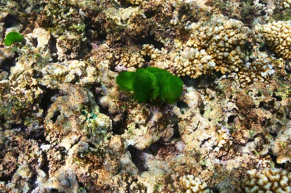 Coral reef underwater — Stock Photo, Image