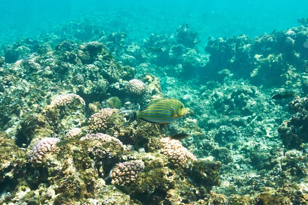 Korallenriff und Fische — Stockfoto