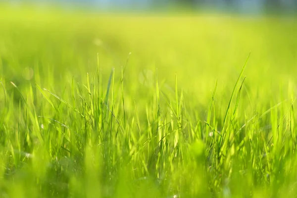 Meadow grass in sunlight — Stock Photo, Image