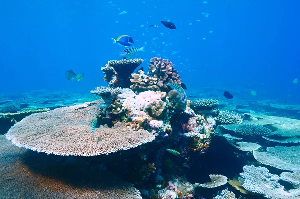 Barriera corallina alle Maldive — Foto Stock