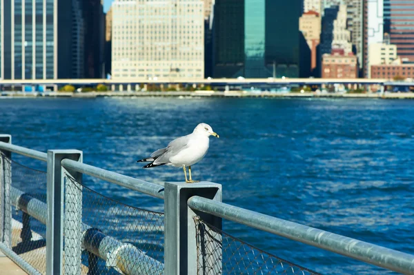 Seagull with Manhattan in background — Stock Photo, Image