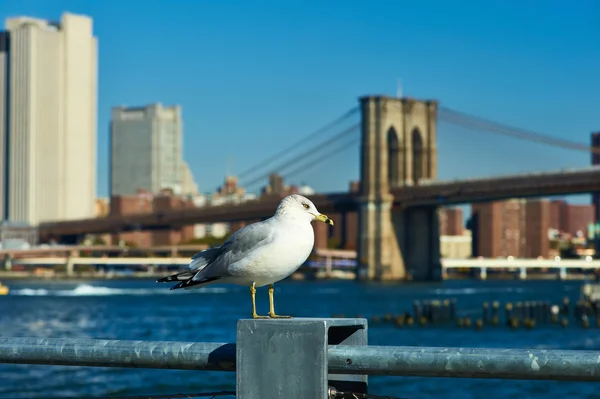 Mouette avec Manhattan en arrière-plan . — Photo