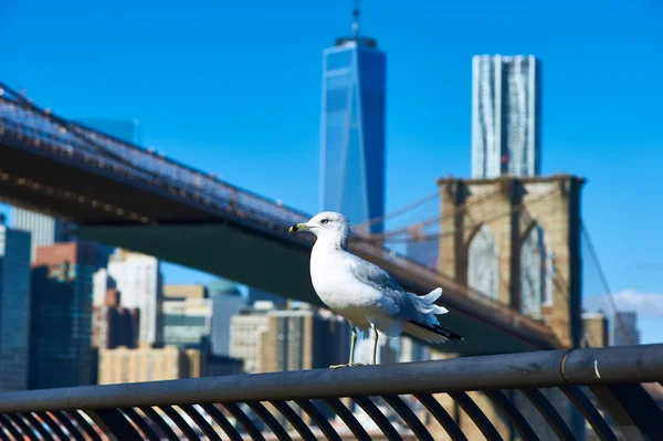 Seagull over Manhattan skyline — Stock Photo, Image