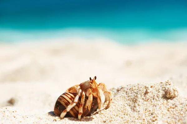 Hermit crab at beach — Stock Photo, Image