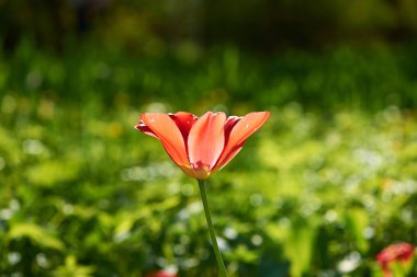 çayır üzerinde tek Lale