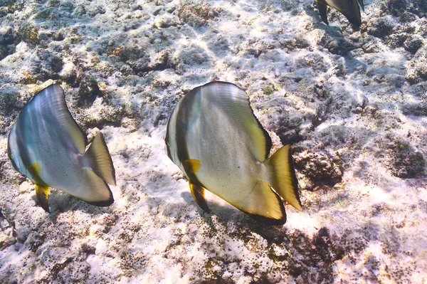 Korallenriff und Fische — Stockfoto