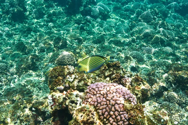 Arrecife de coral y peces —  Fotos de Stock