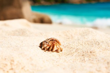 Hermit crab at beach clipart