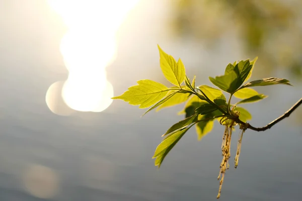 Hojas verdes sobre el agua — Foto de Stock