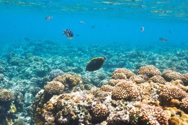 mercan resifi ve balık