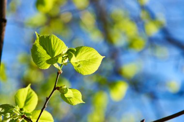 yeşil yapraklar arkaplan
