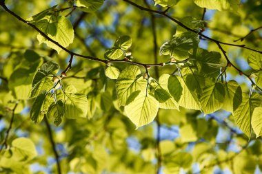 yeşil yapraklar arkaplan