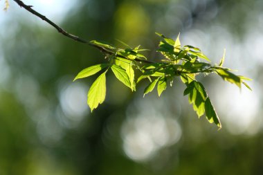 yeşil yapraklar arkaplan