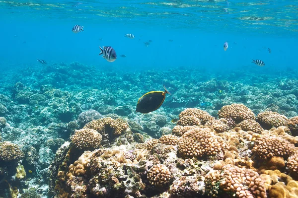 Coral reef and fish — Stock Photo, Image