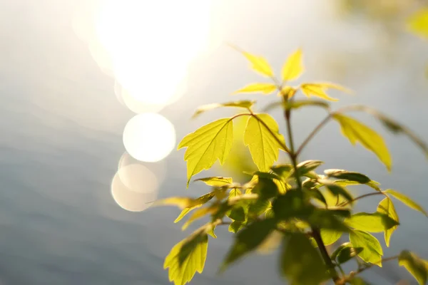 물 위에 녹색 잎 — 스톡 사진