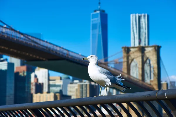 Mouette au-dessus de Manhattan skyline — Photo