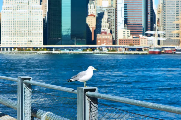 Seagull with Manhattan in background — Stock Photo, Image