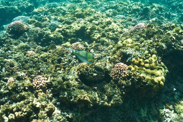 Arrecife de coral y peces —  Fotos de Stock