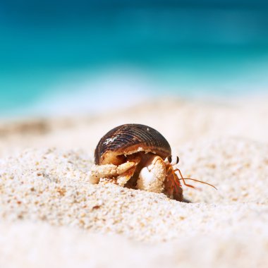 Yalnızcıl Yengeç plajda