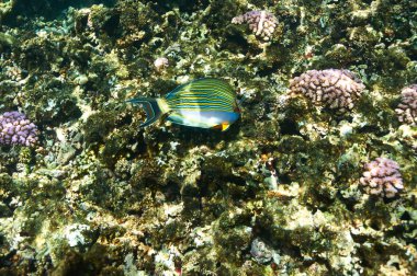 mercan resifi ve balık