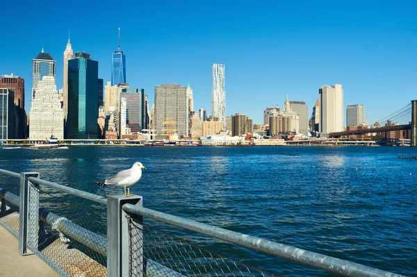 Seagull with Manhattan in background — Stock Photo, Image