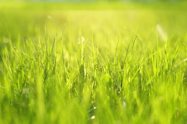 Green meadow in sunlight — Stock Photo, Image