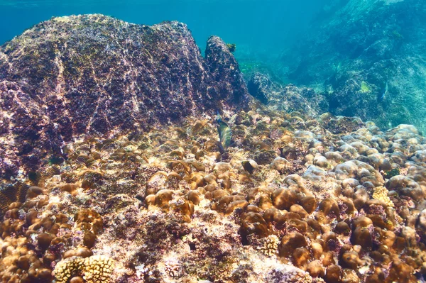 Korallenriff und Fische — Stockfoto