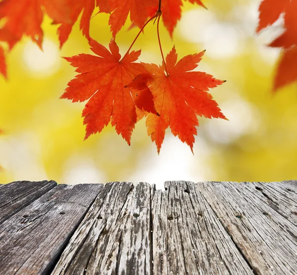 Foglie d'acero autunnale — Foto Stock