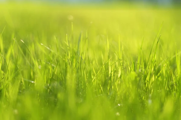 Prado verde à luz do sol — Fotografia de Stock