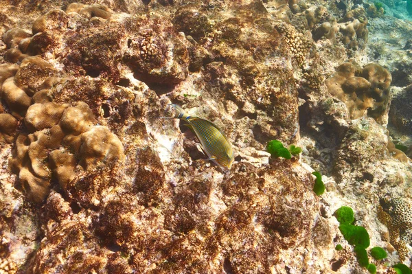 Кораловий риф і риба — стокове фото