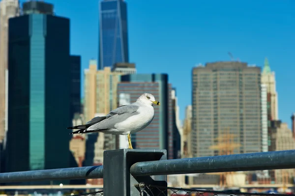 Seagull with Manhattan in background — Stock Photo, Image