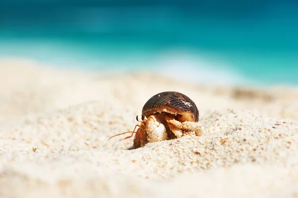 Granchio eremita in spiaggia — Foto Stock