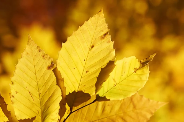 Jesienny żółty liście tło — Zdjęcie stockowe