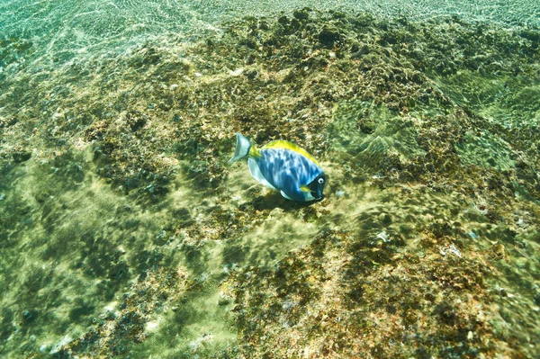 Korallenriff und Fische — Stockfoto