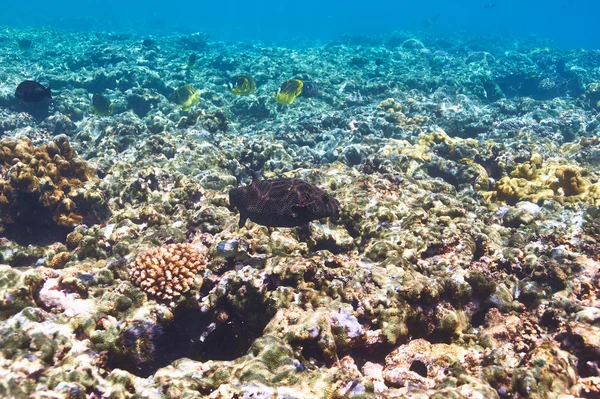 Recifes de coral e peixes — Fotografia de Stock