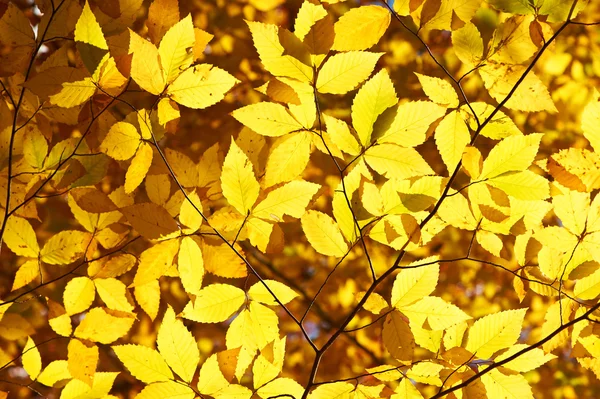 Outono folhas amarelas fundo — Fotografia de Stock