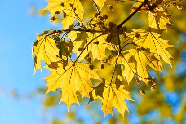 Autumn yellow leaves — Stock Photo, Image