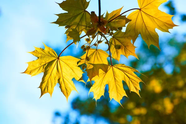 Autumn yellow leaves — Stock Photo, Image