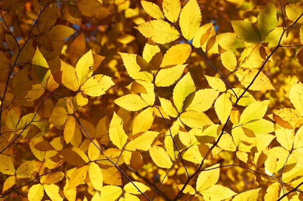 Hojas amarillas de otoño — Foto de Stock