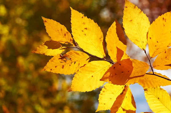 Осенние жёлтые листья — стоковое фото