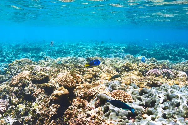 Barriera corallina e pesce — Foto Stock