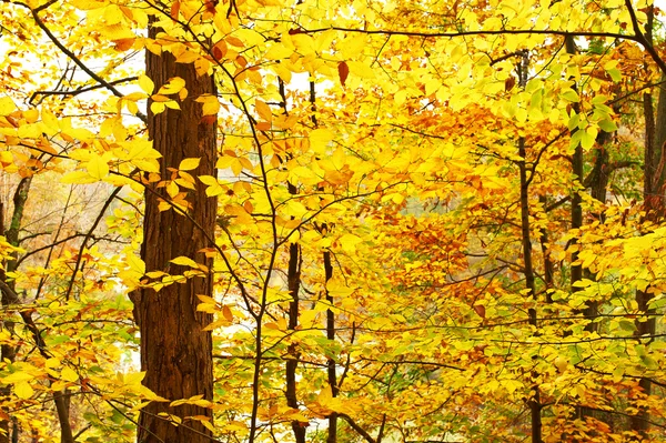 Κίτρινο Φθινοπωρινά φύλλα — Φωτογραφία Αρχείου